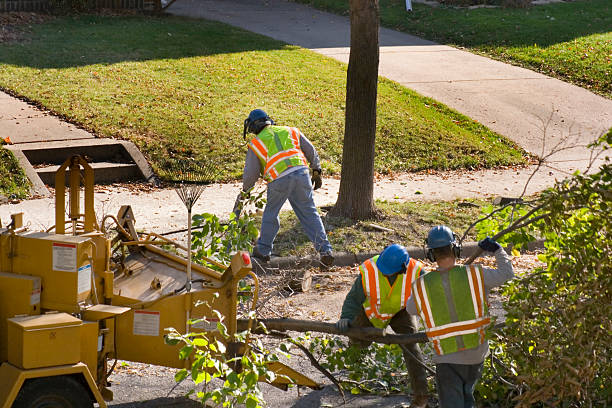 Best Tree Removal Services  in Spring Valley, IL